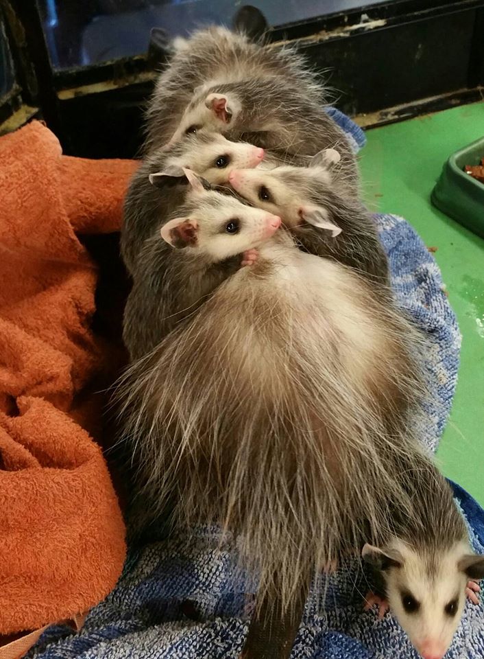injured-opossum-babies-1
