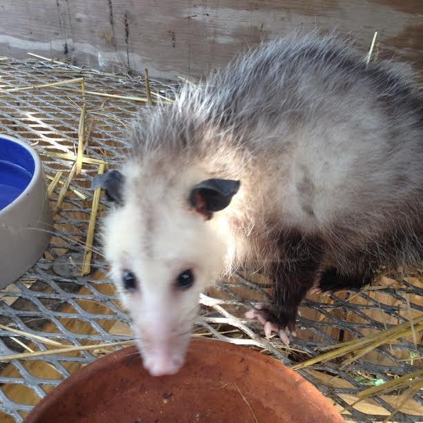 injured-opossum-babies-7