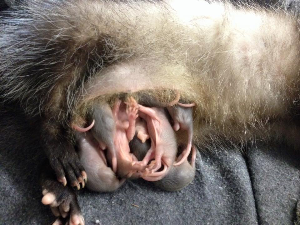 injured-opossum-babies-2