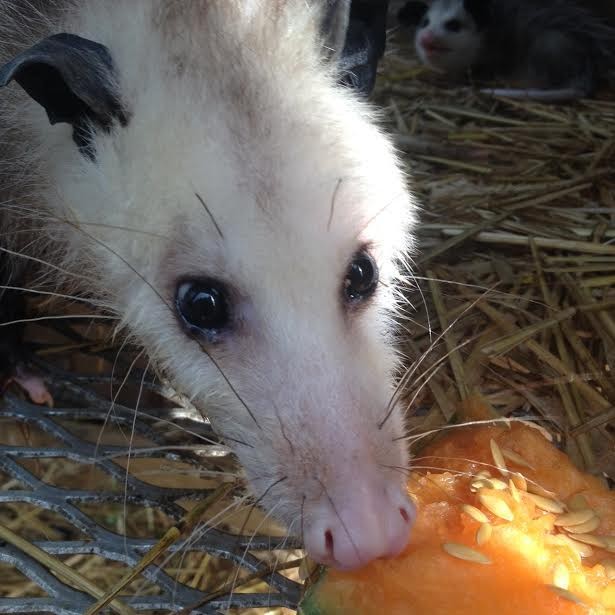 injured-opossum-babies-6