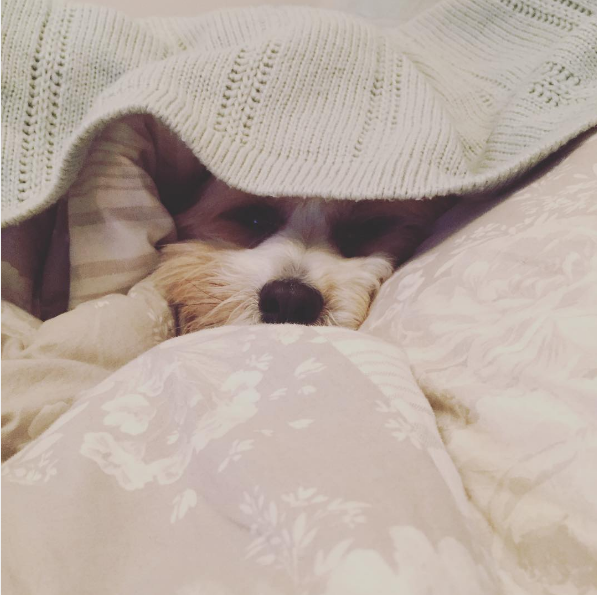 dog-fireworks-tips-7