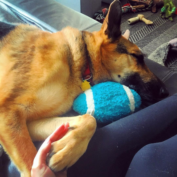 dog-fireworks-tips-2