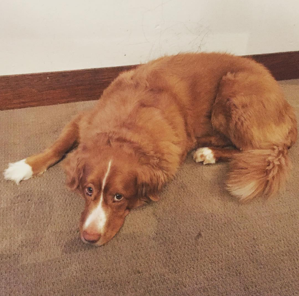 dog-fireworks-tips-8