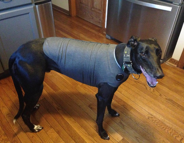 dog-fireworks-tips-1