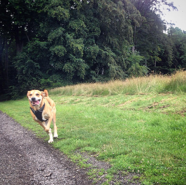 dog-fireworks-tips-6