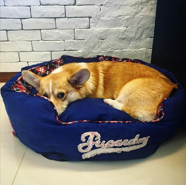 dog-fireworks-tips-4