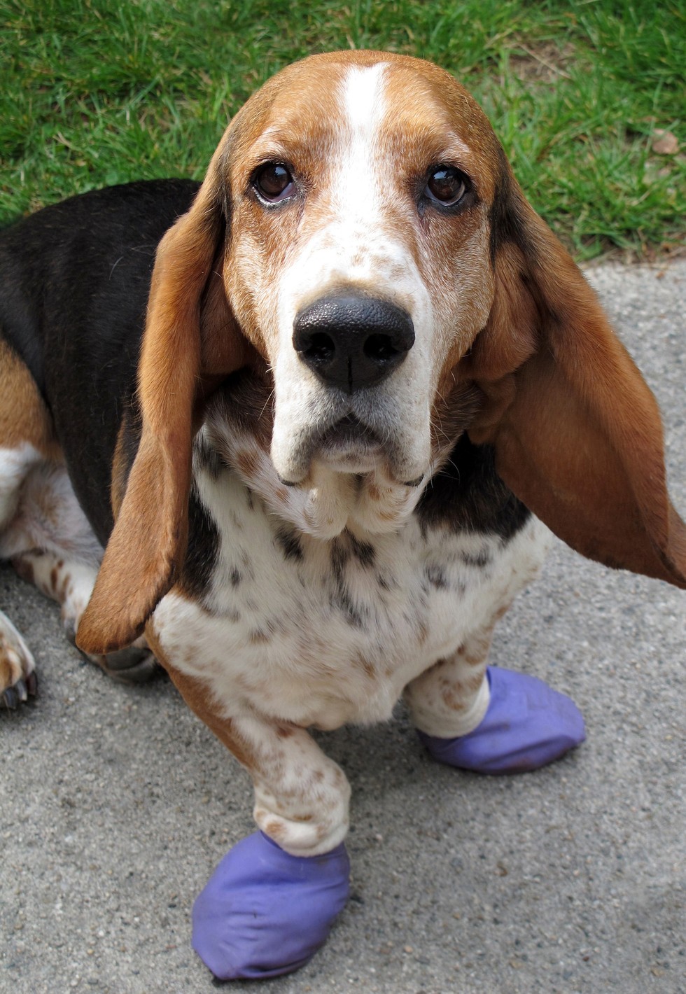 proteger-pattes-chien-3