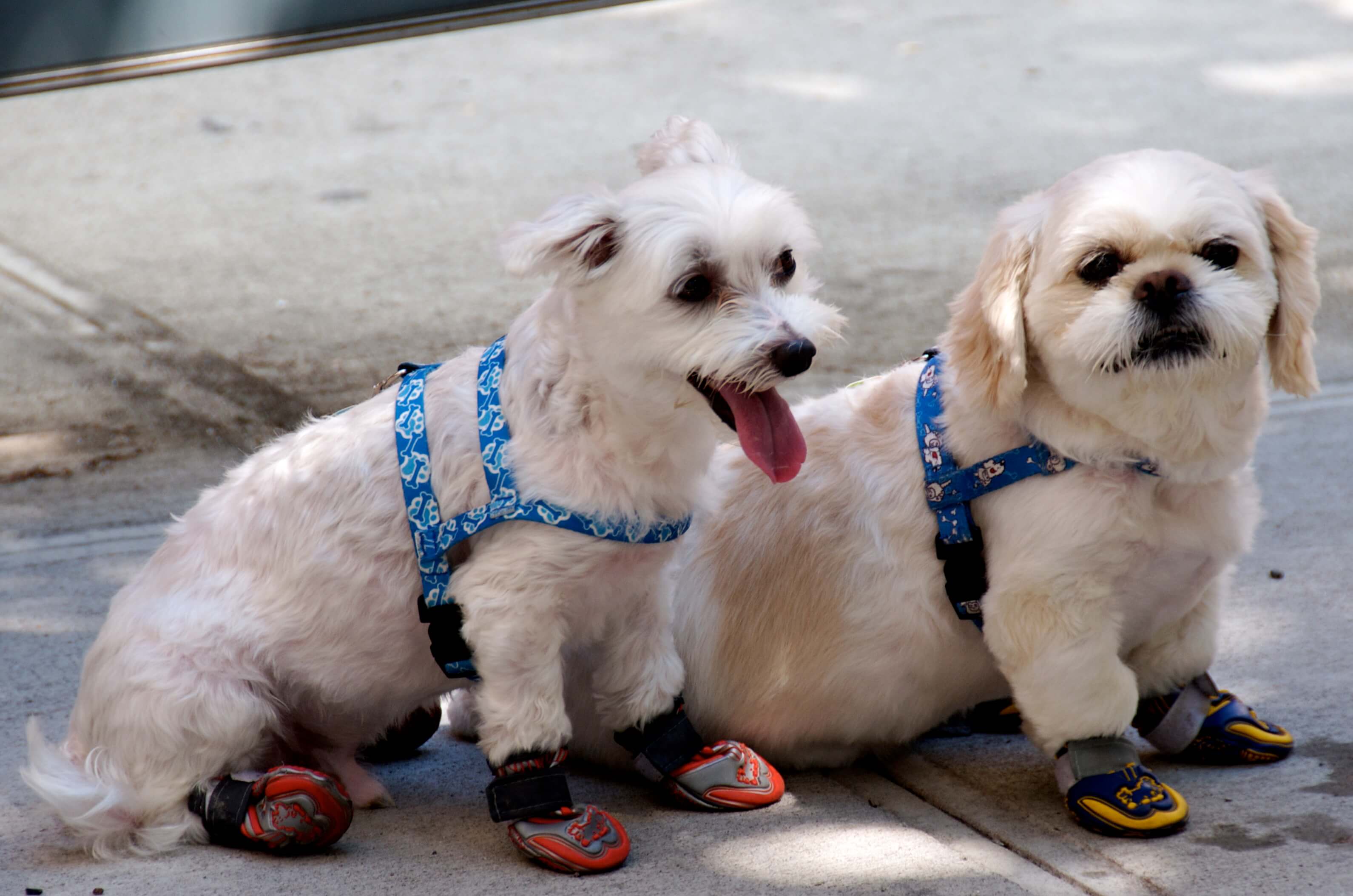 proteger-pattes-chien-5