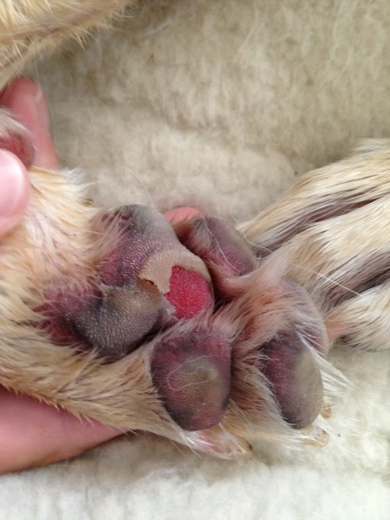 proteger-pattes-chien-6