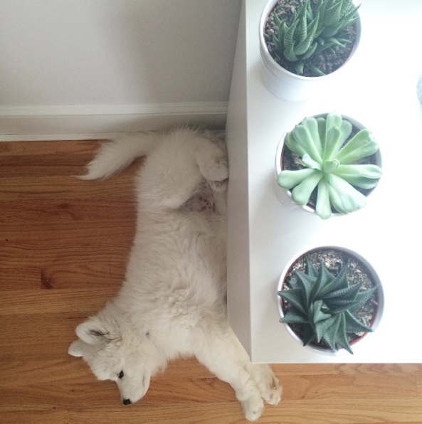 Screen Shot 2015-08-21 at 12.33.44