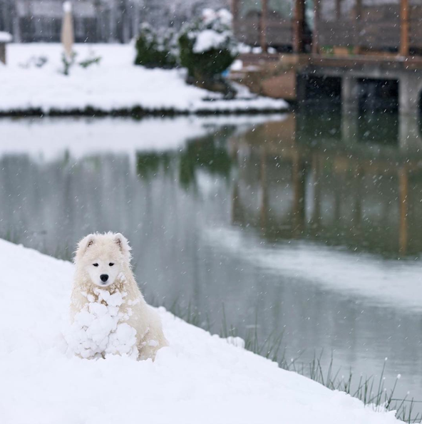 27 Things Only Samoyed Owners Can Truly Understand BowWow Times