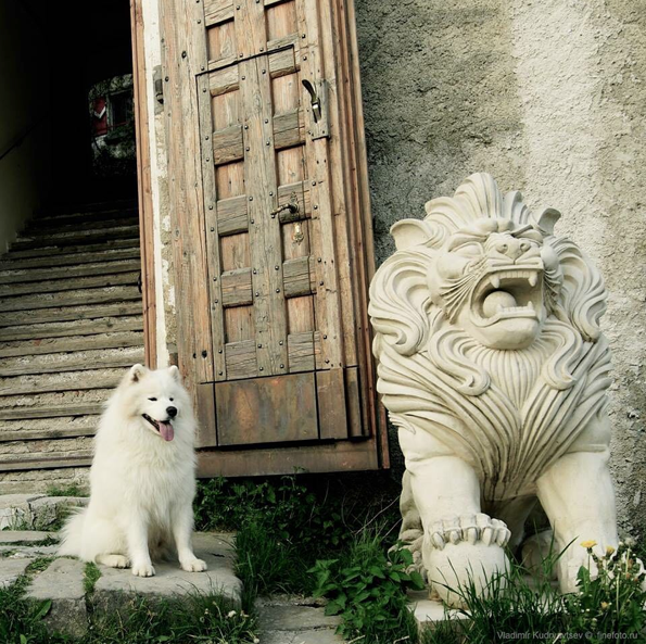 27 Things Only Samoyed Owners Can Truly Understand BowWow Times