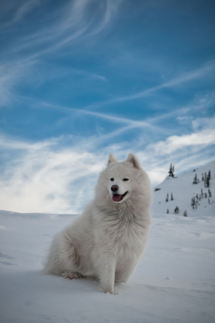 04c2cc829fd4531c5dc308d043b0c266