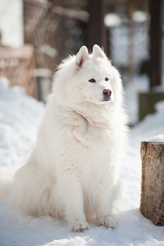 27 Things Only Samoyed Owners Can Truly Understand BowWow Times
