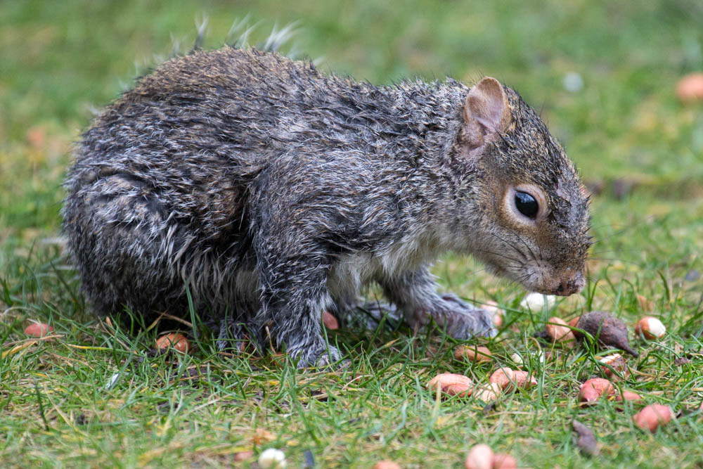 conseils-secours-animal-sauvage-1