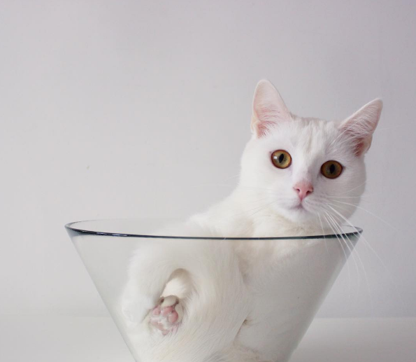 pourquoi-chats-chipotent-3