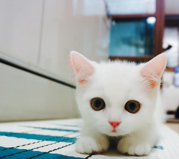 pourquoi-chats-chipotent-42