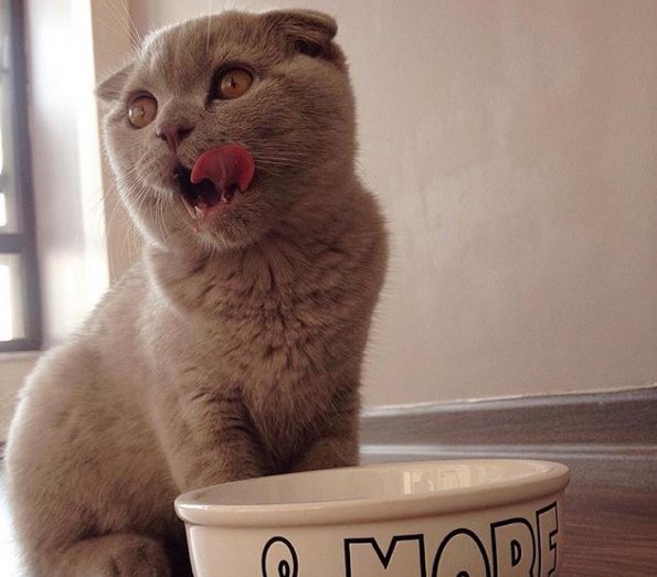 pourquoi-chats-chipotent-1