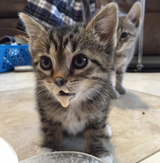 pourquoi-chats-chipotent-2