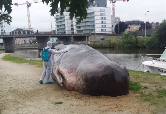 baleine-rennes-captainboomer-3