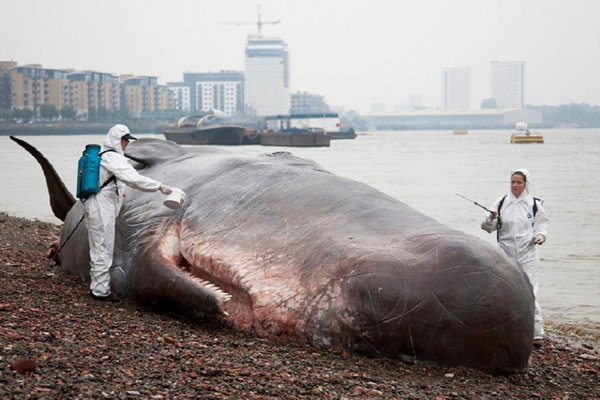 baleine-rennes-captainboomer-2