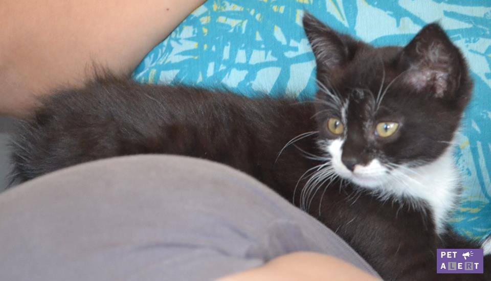 craquotte-pet-alert-1