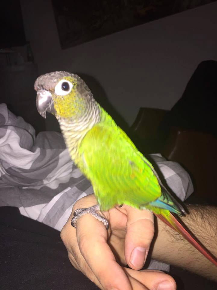 conure-de-molina-1