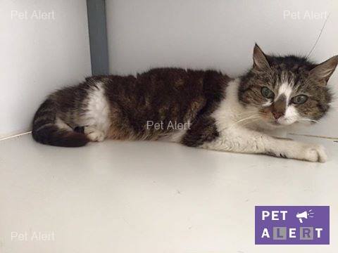 chatte-pet-alert-gembloux-1