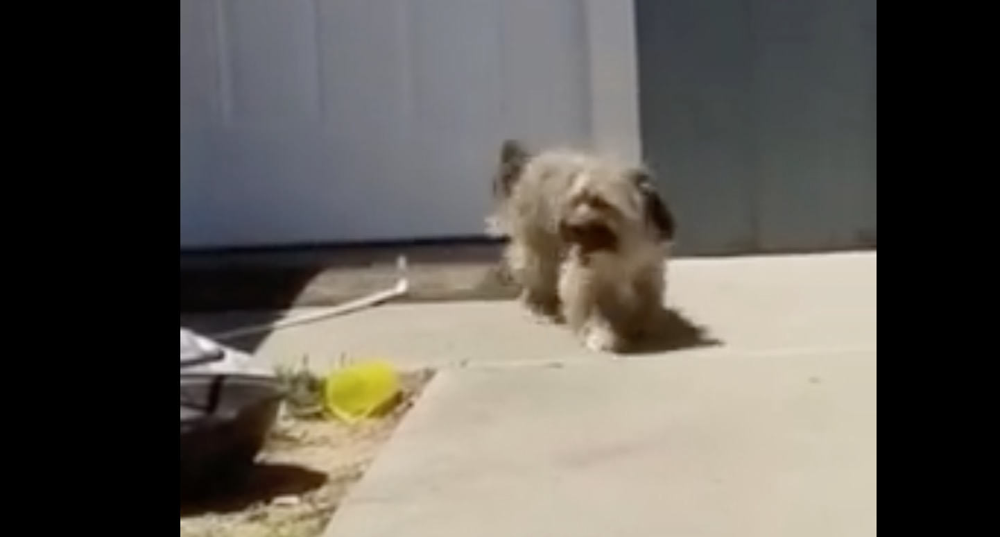 abandon-chien-pleur-sauvetage-2