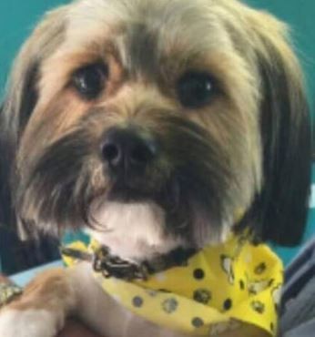 abandon-chien-pleur-sauvetage-3