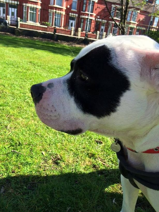 louie-bulldog-selfharm-2