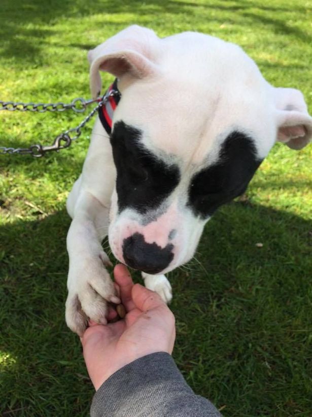 louie-bulldog-selfharm-3