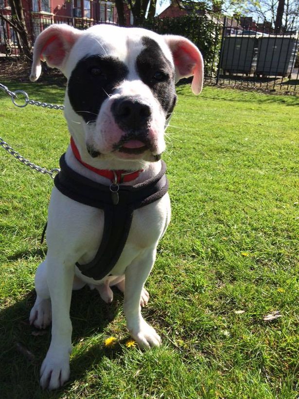 louie-bulldog-selfharm-1