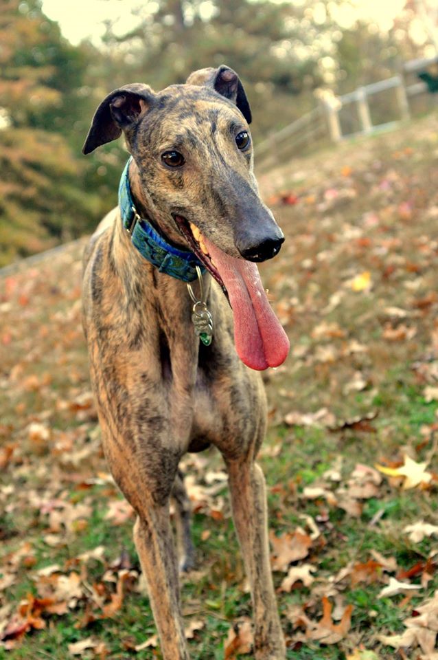 mosley-greyhound-rescue-4
