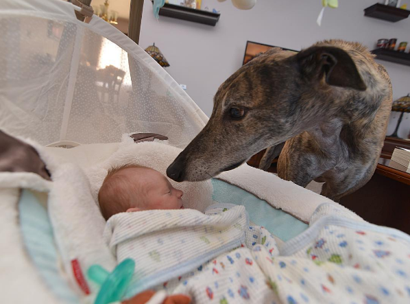 mosley-greyhound-rescue-5