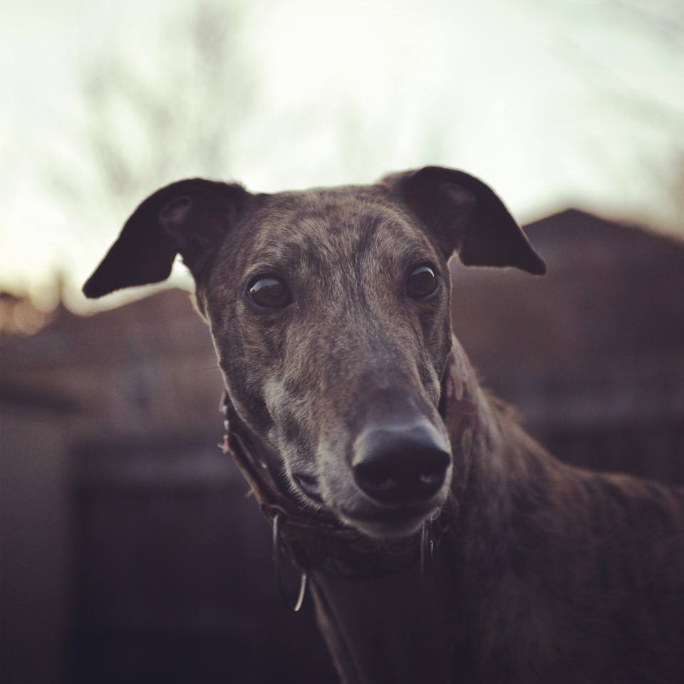 mosley-greyhound-rescue-6