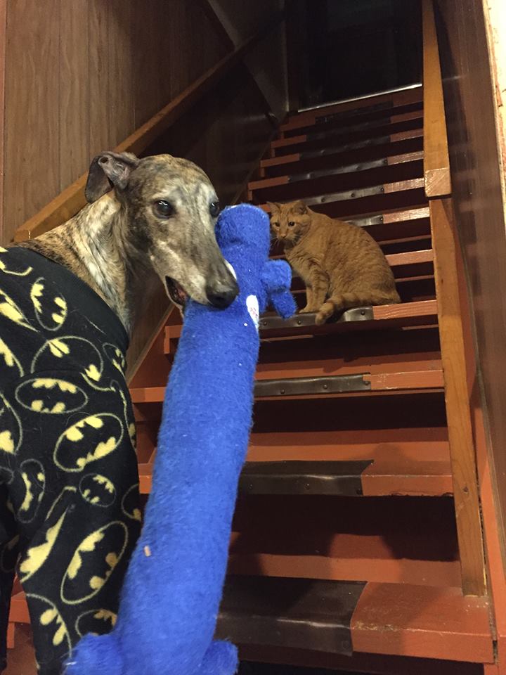 mosley-greyhound-rescue-3