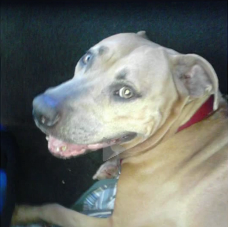 alligator-precious-veteran-3