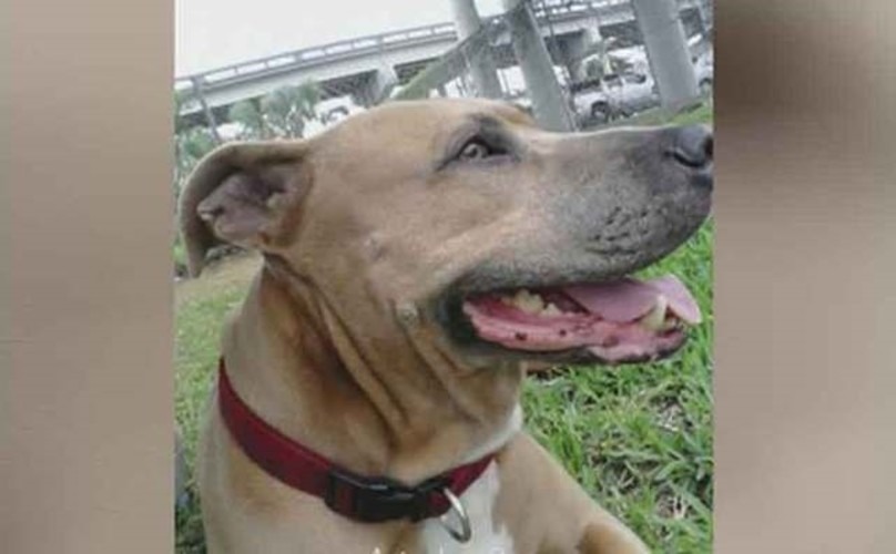 alligator-precious-veteran-2