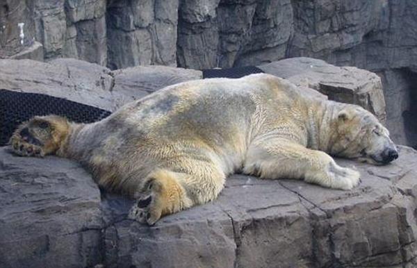 arturo-ours-polaire-mort-1