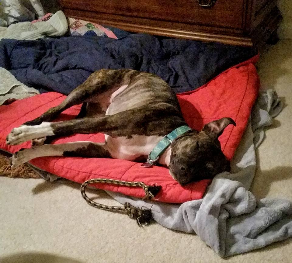 dixie-fighting-dog-7