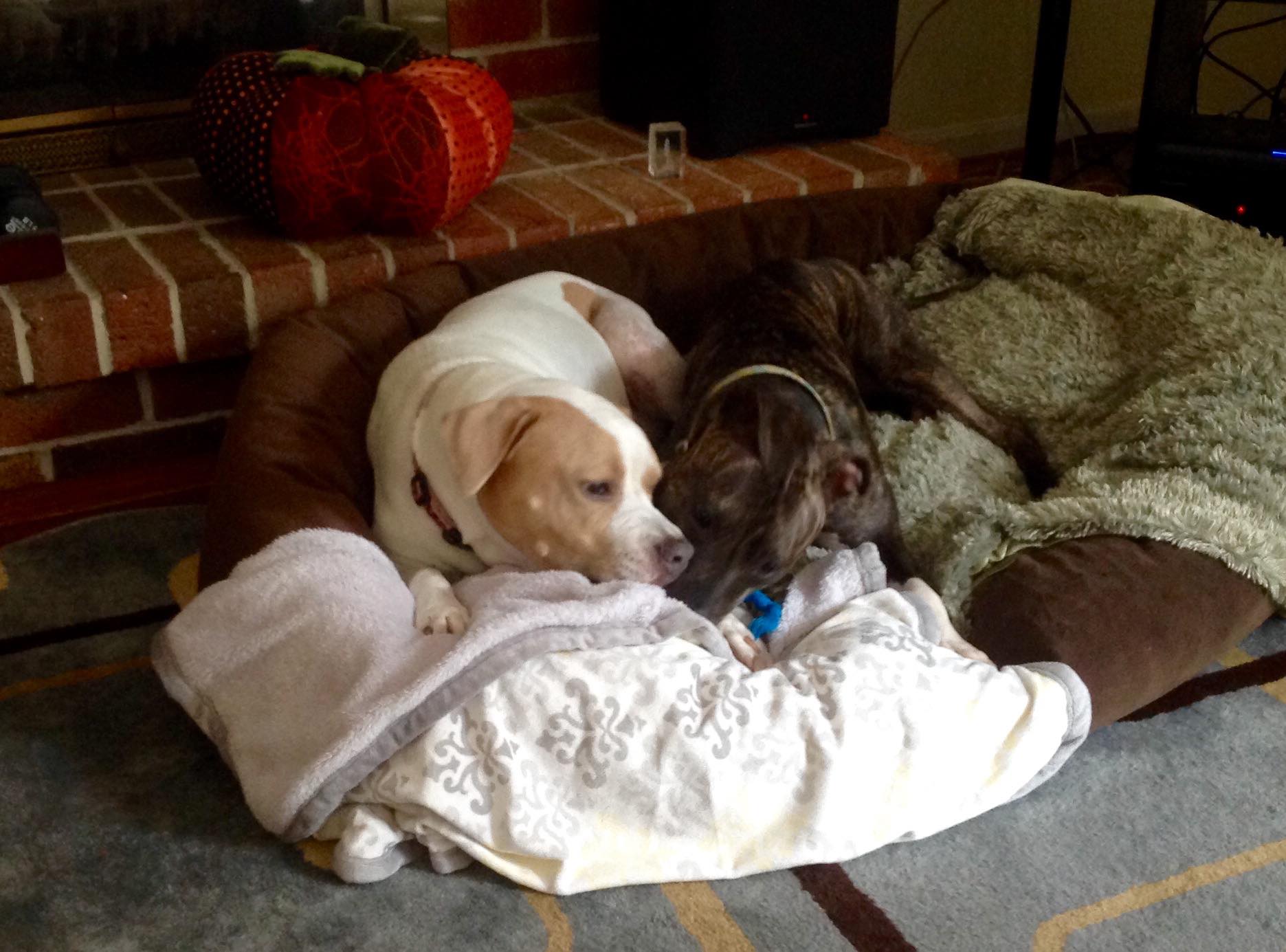 dixie-fighting-dog-5