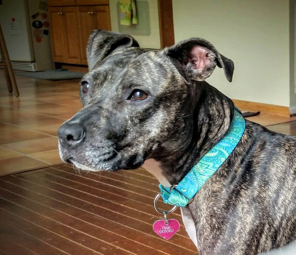 dixie-fighting-dog-4