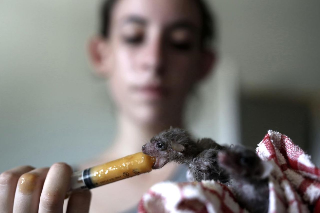 sanctuaire-chauve-souris-3