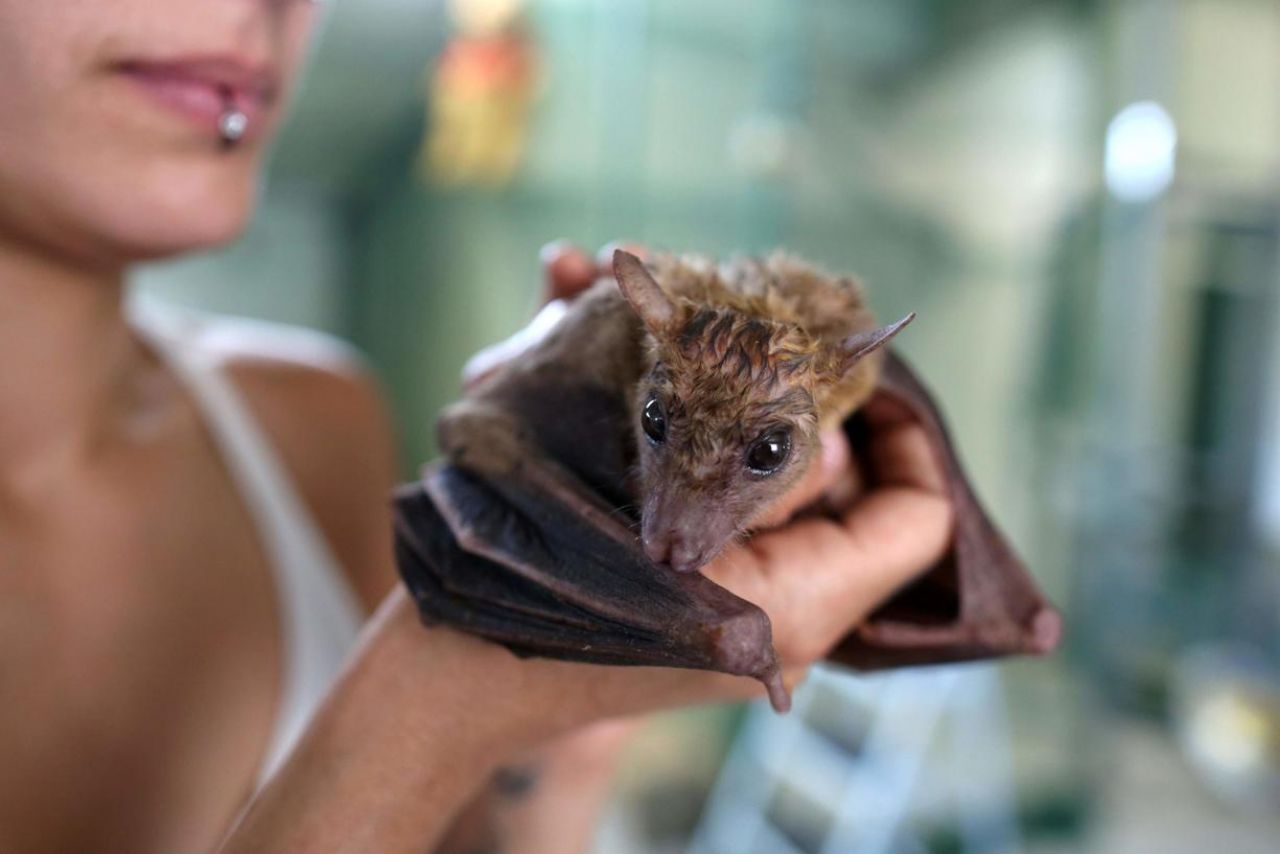 sanctuaire-chauve-souris-1