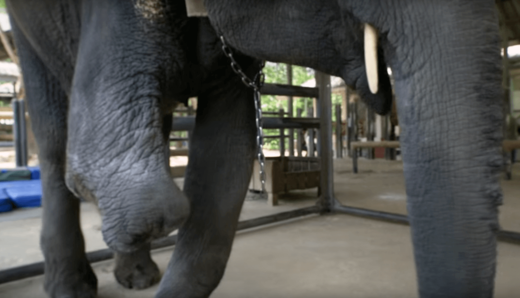 mosha-elephant-leg-6