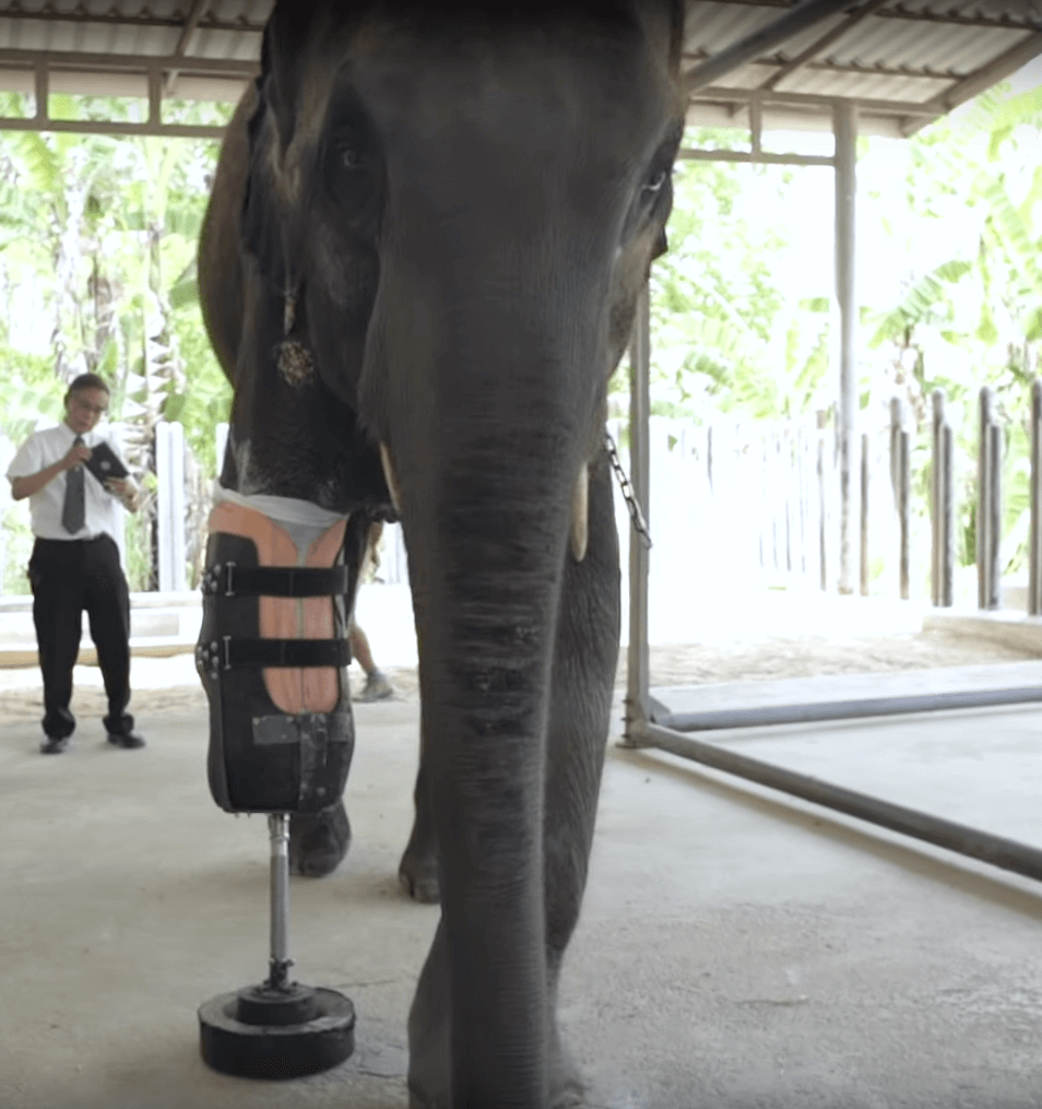 mosha-elephant-leg-2