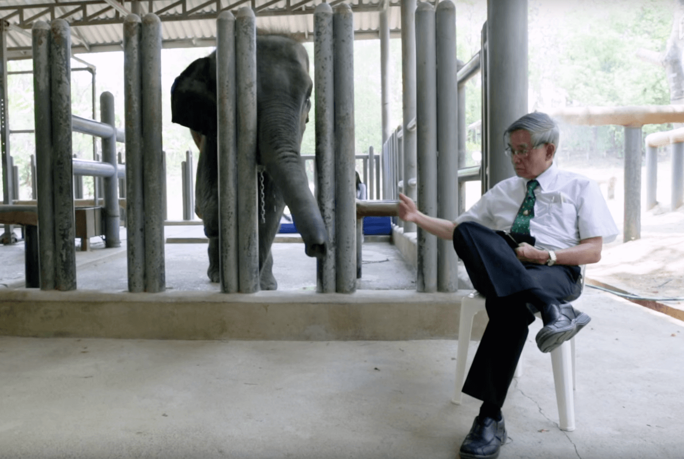 mosha-elephant-leg-7