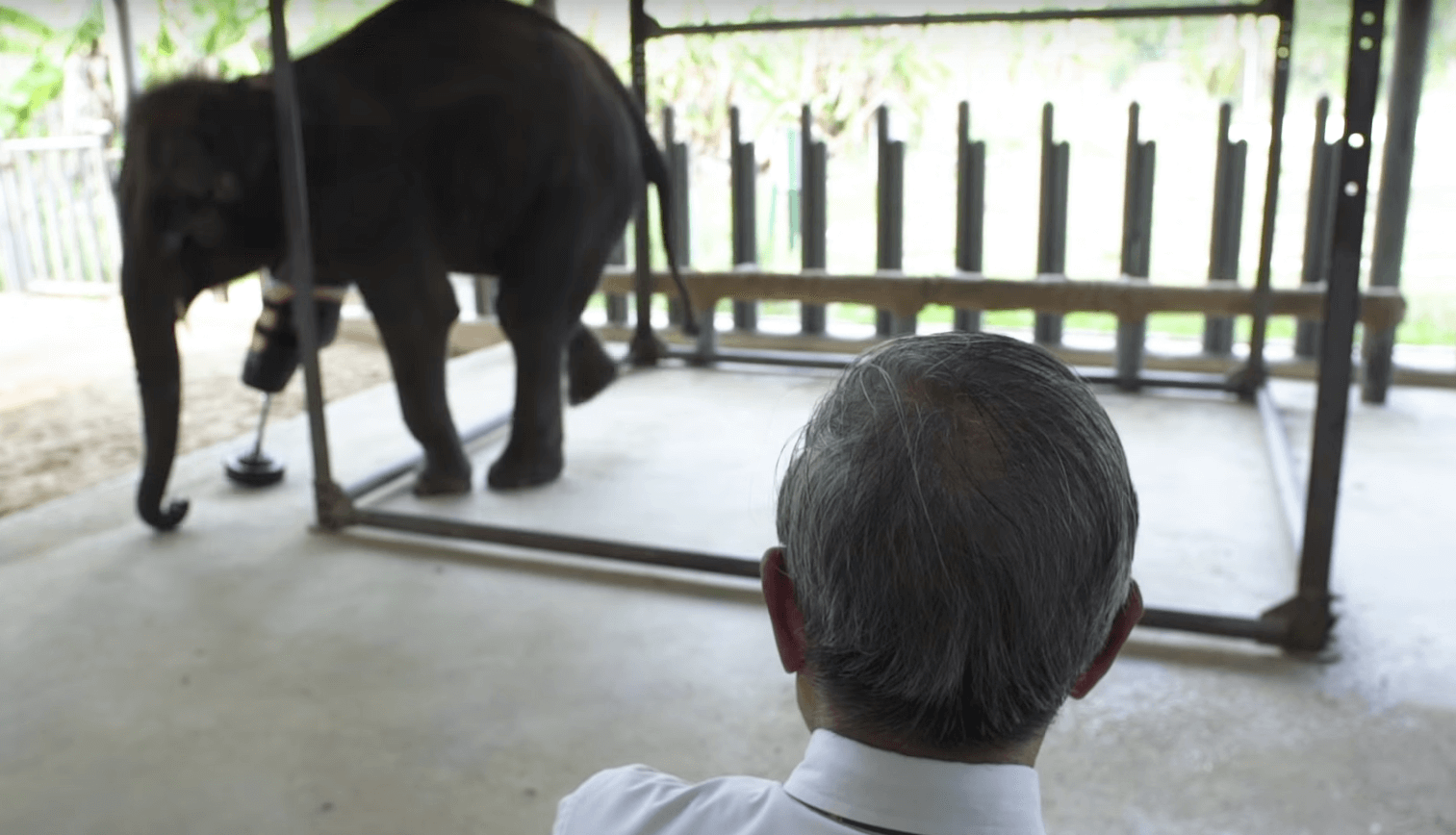 mosha-elephant-leg-1