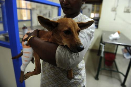 chien-jete-toit-inde-4